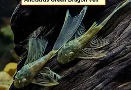 Аквариумные сомы L-сомы Ancistrus Gree
