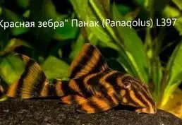 Аквариумные сомы L-сомы Ancistrus Gree - 9