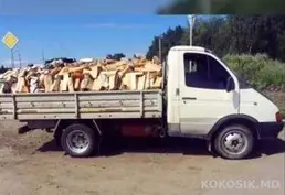 Продам колотые дрова (Клен, Вяз) с доставкой на дом (Тирасполь)