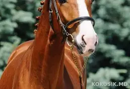 Продам Спортивных Лошадей: Конкурные, Выездковые Линии