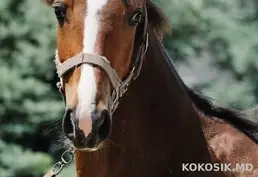 Продам Спортивных Лошадей: Конкурные, Выездковые Линии