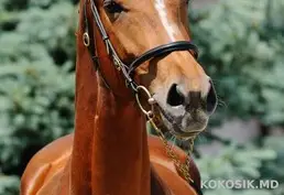 Продам Спортивных Лошадей: Конкурные, Выездковые Линии