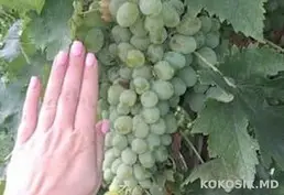Продается дом в с. Карманово, Григориопольский район