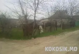 🌳 Lot în s. Chetrosu (6 ari)