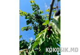 Продажа плодовых садов (16 га) с капельным орошением