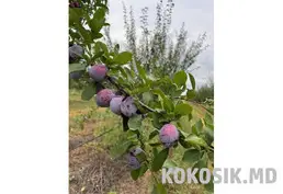 Продажа плодовых садов (16 га) с капельным орошением