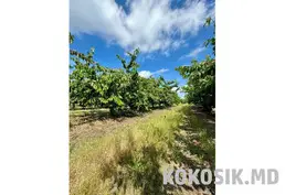 Продажа плодовых садов (16 га) с капельным орошением