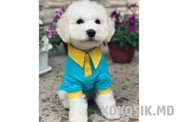 Стрижка собак маленьких пород