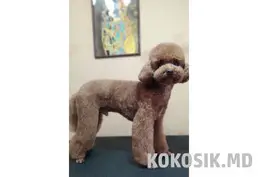 Стрижка собак маленьких пород
