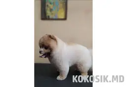 Стрижка собак маленьких пород
