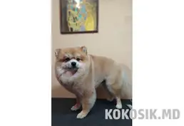 Стрижка собак маленьких пород