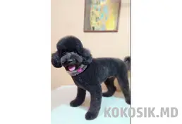 Стрижка собак маленьких пород