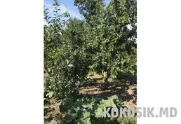 Участки в ПК СОТ "Сад Ветеранов" (Одесская трасса). 6 соток. 2600 руб.