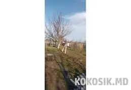 Продам дачный участок (Западный, 6 соток)