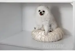 Вязка: Кобель Шпиц (Чемпион Молдовы)