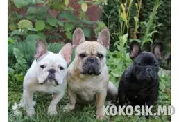 Кинологический клуб "Калиса"