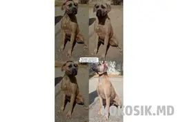 Кинологический клуб "Калиса"