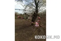 Дачные участки на берегу Днестра в Слободзее - 4