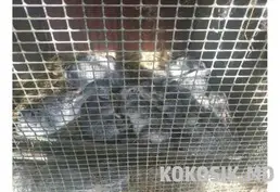 Кролики на продажу