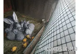Кролики на продажу