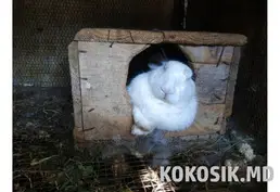 Кролики на продажу