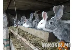 Кролики на продажу