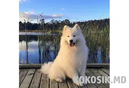 Вязка — клубный самоед