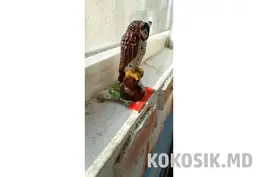 Деревянная сова