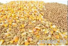 Куплю пшеницу и кукурузу для корма птицы