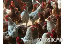 Куплю кур-несушек