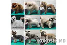 Стрижка собак и кошек (груминг)