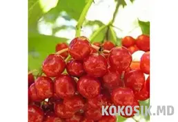 Гарбуз «Зимовий солодкий» (Лікувальний) | Калина та Часник