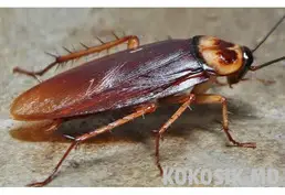 Servicii de Dezinfecție, Dezinsecție, Deratizare | Insect Control