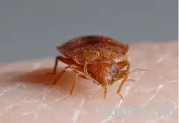 Servicii de Dezinfecție, Dezinsecție, Deratizare | Insect Control