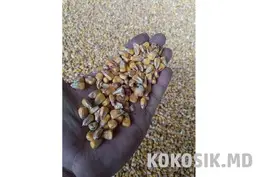Кукурудза після сушки на корм