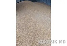 Кукурудза після сушки на корм