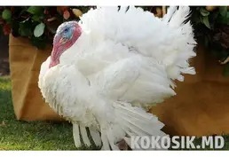 Инкубационное яйцо Хайбрид Конвертер