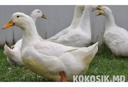 Инкубационное яйцо утки Благоварка