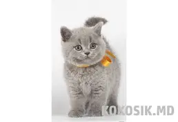 Пробиотическая добавка для кошек