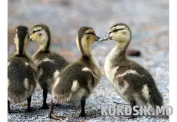 Инкубационное яйцо утки Башкирки