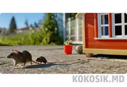 Дератизація в Києві та області