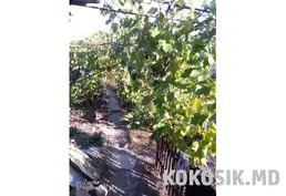 Продается участок с домом в Бендерах | Борисовка