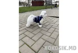 Вязка мальтийской болонки (мальтезе) в Тирасполе