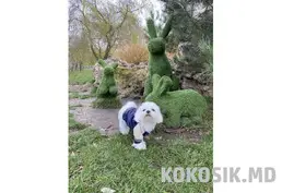 Вязка мальтийской болонки (мальтезе) в Тирасполе
