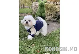 Вязка мальтийской болонки (мальтезе) в Тирасполе
