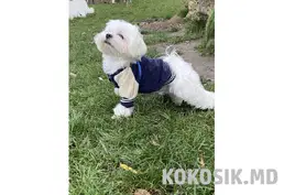 Вязка мальтийской болонки (мальтезе) в Тирасполе