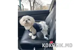 Вязка мальтийской болонки (мальтезе) в Тирасполе