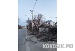 Предлагаю услуги: спил деревьев в Тирасполе