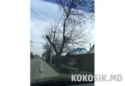 Предлагаю услуги: спил деревьев в Тирасполе