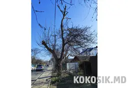 Предлагаю услуги: спил деревьев в Тирасполе
